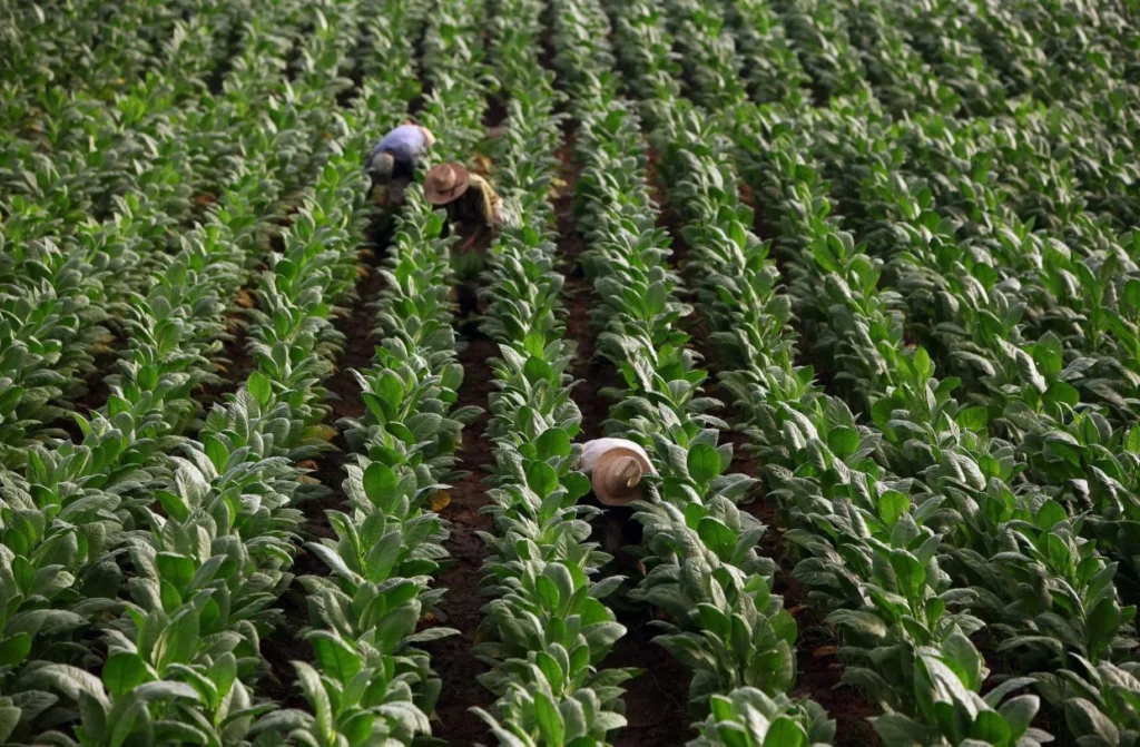  Les USA sont le seul pays au monde où le travail des enfants est légal